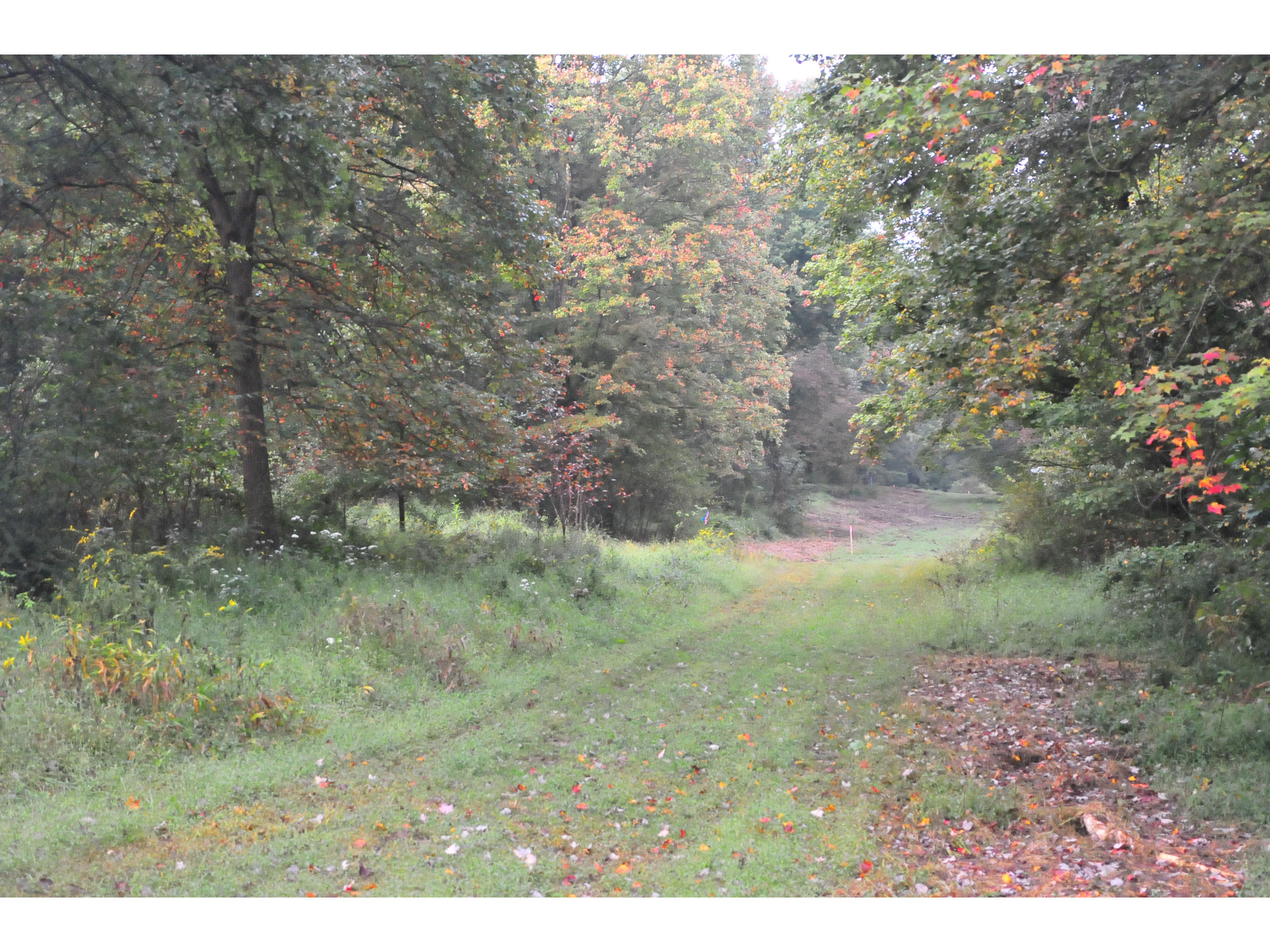 Woodland Trace